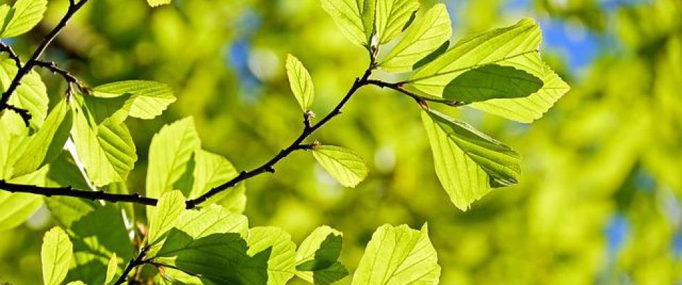 Spring Leaves