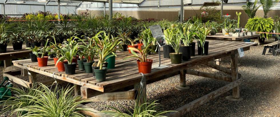 Greenhouse Plant horticulture sale