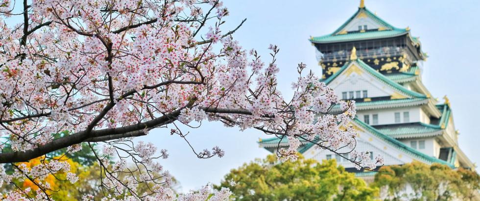 Cherry blossoms in front of the Osaka castle