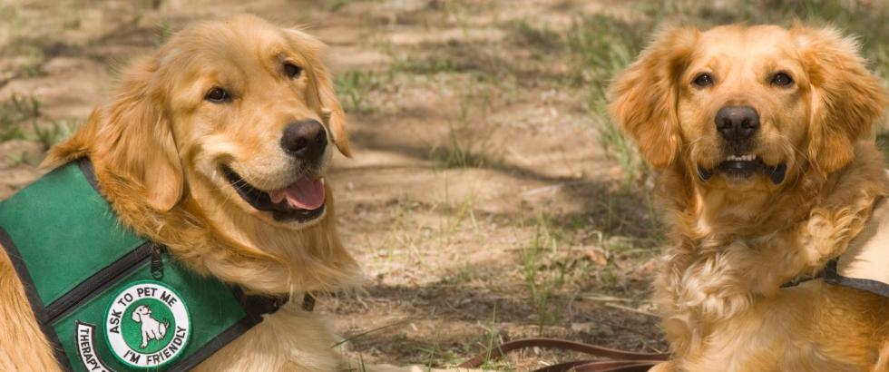 PAWS Therapy dog with another dog