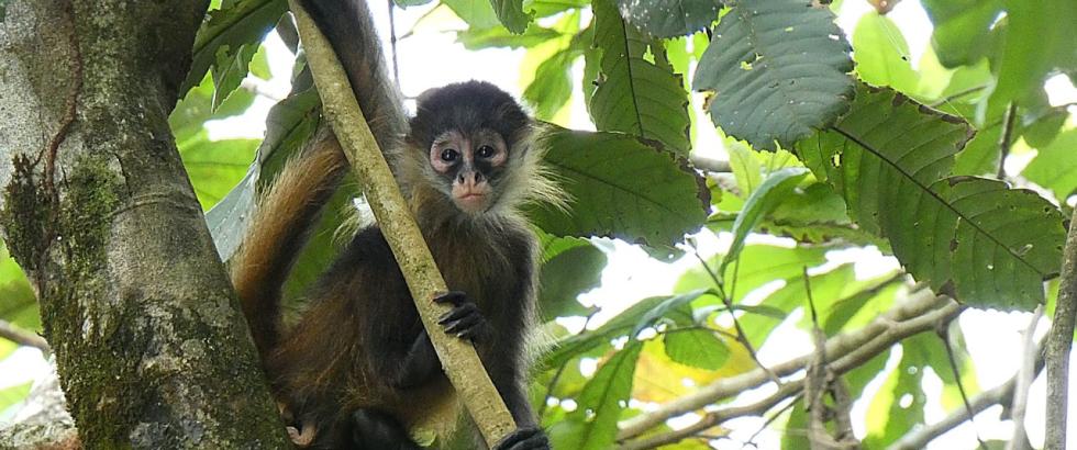 Image of a monkey in a tree in Costa Rica.