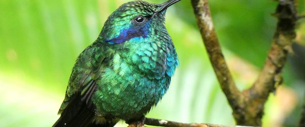Costa Rica - bird