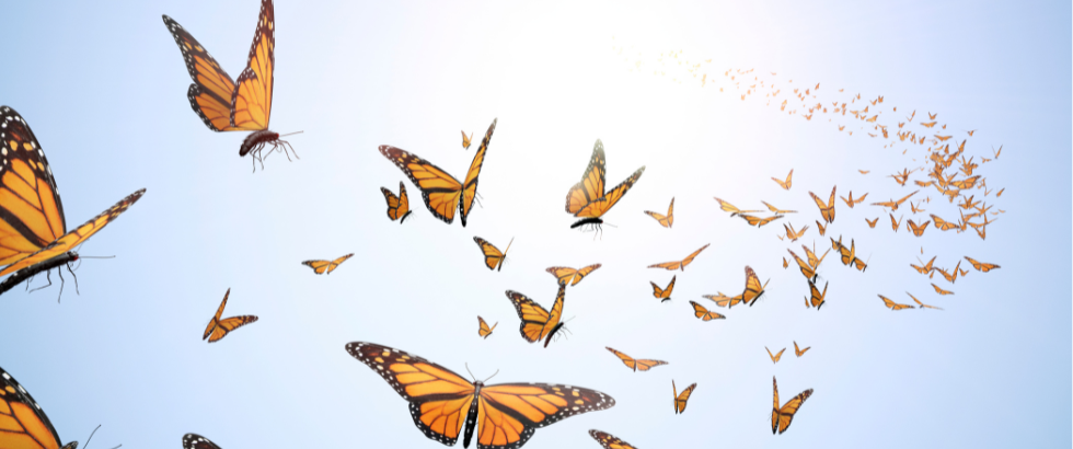 flying butterflies