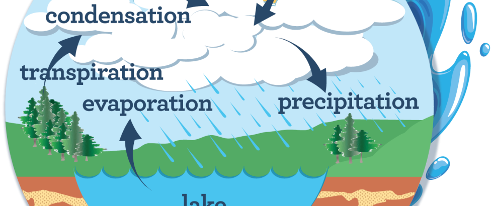 Illustration of the water cycle showing solar energy driving evaporation from a lake and transpiration from trees, leading to condensation in clouds, precipitation as rain, and percolation of water through soil back into the lake.