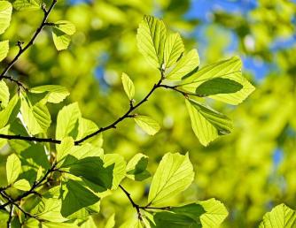 Spring Leaves