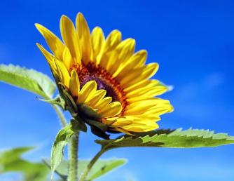 Summer Sunflower