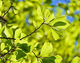 Spring Leaves