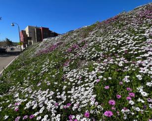 A slope with purple and white African daisies and the SCI building in the background.