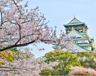 Cherry blossoms in front of the Osaka castle