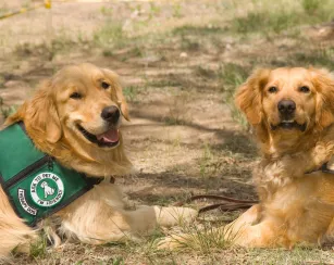 PAWS Therapy dog with another dog