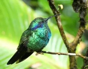 Costa Rica - bird