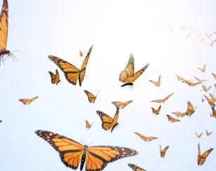 flying butterflies