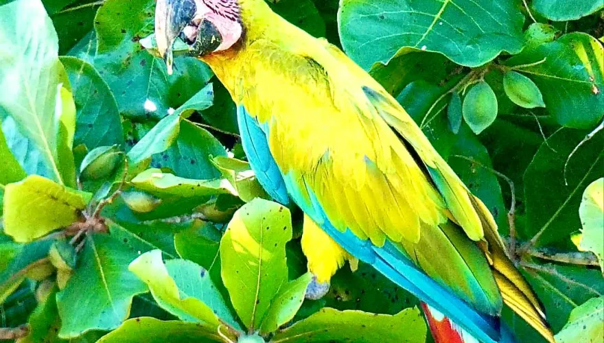 Study Abroad - Costa Rica